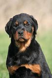 ROTTWEILER 611